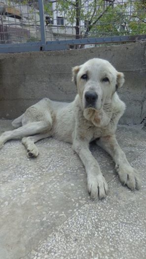 აზიური ნაგაზი უსახელო