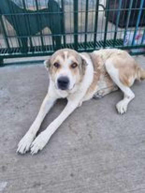 ქართული ნაგაზი გადმოყვანილია ცხოველთა მონიტორნგის სამსახურიდან