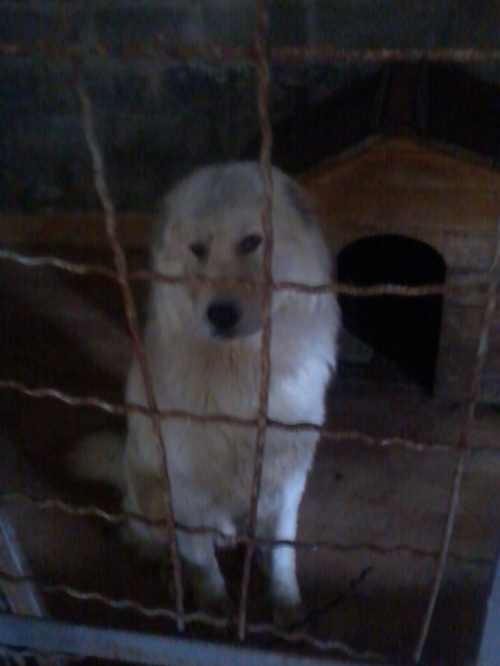 ქართული ქოფაკი კუკი