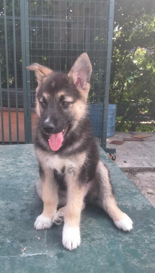 გერმანული ნაგაზის მეტისი. ისანი