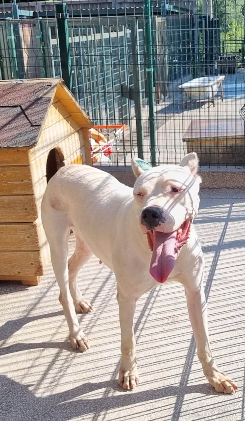 არგენტინული დოგი ჩააბარა ბელა ჩიქოვანი