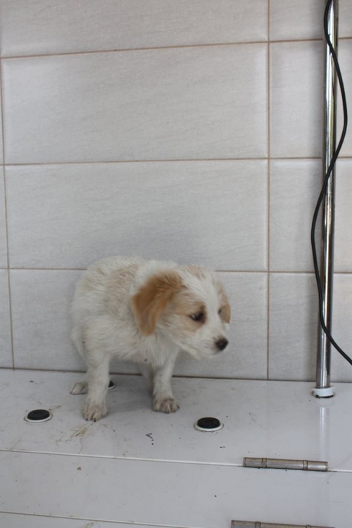 მეტისი უსახელო