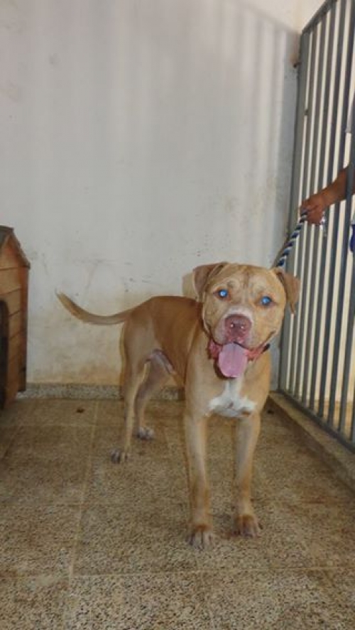 პიტი ზოპა