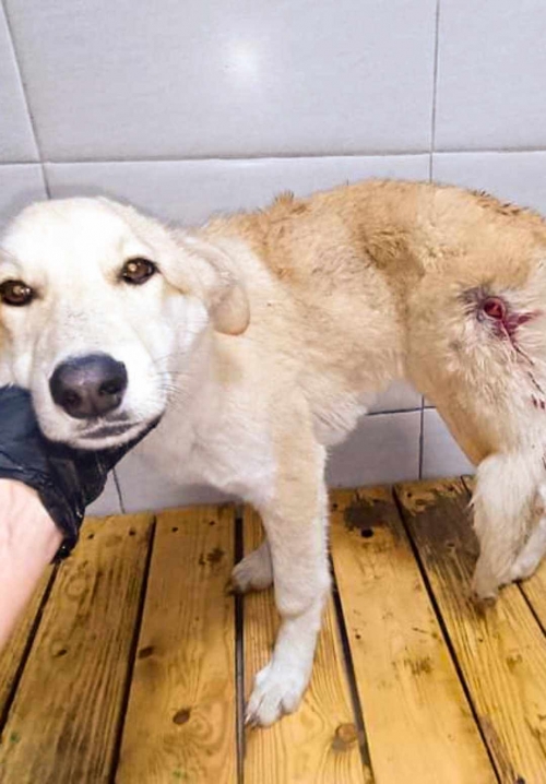 მეტისი საგარეჯო