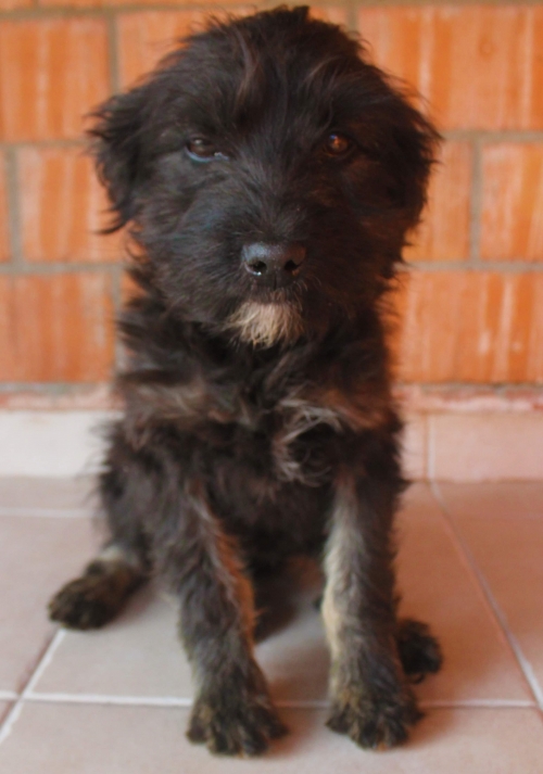 ბალონკა უსახელო