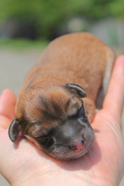 მეტისი უსახელო