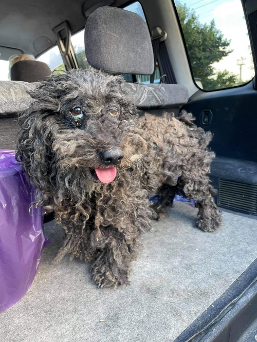 ბალონკა ნაპოვნია იგოეთში