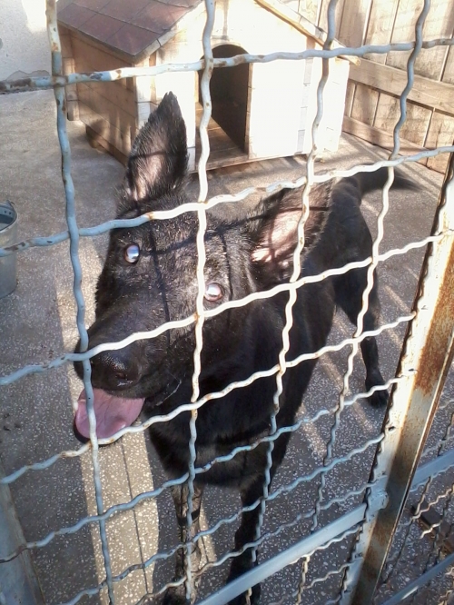 ბელგიური ნაგაზი პეგი