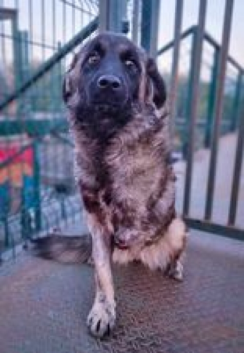 მეტისი უსახელო