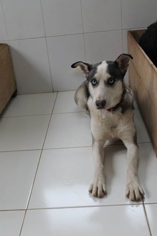 ლაიკა უსახელო