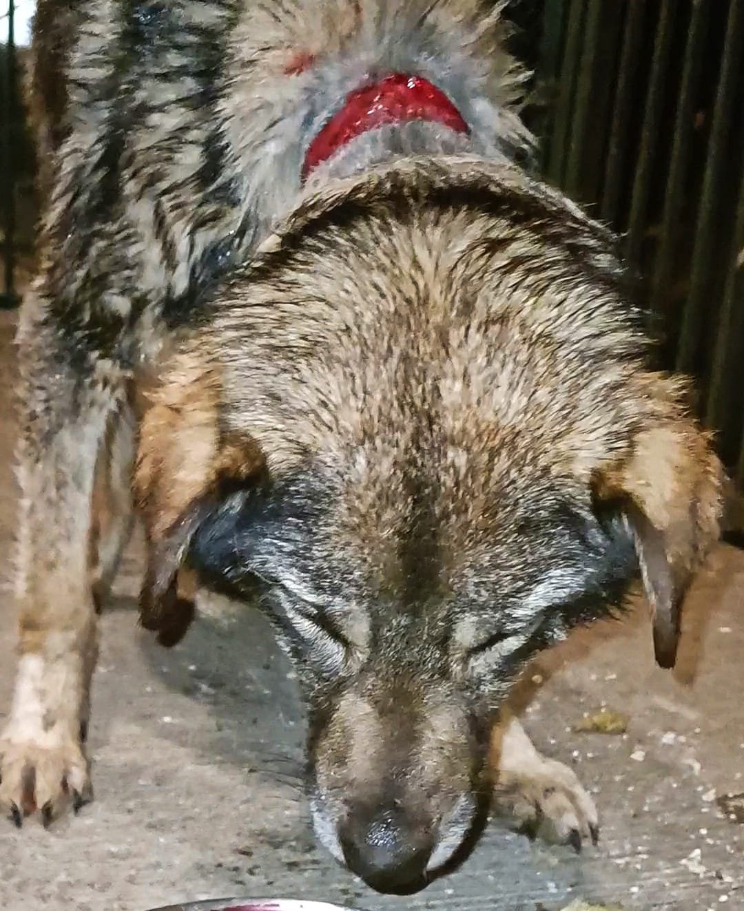 მეტისი. ფშავი