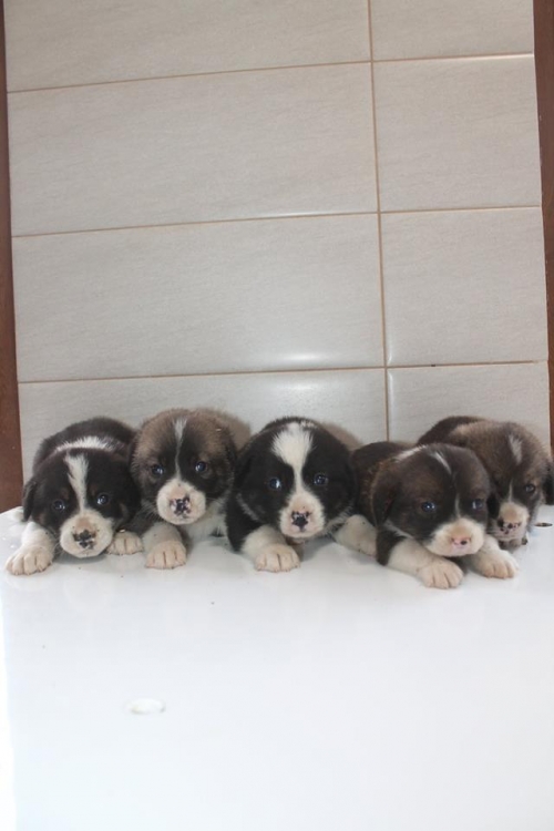 მეტისის ლეკვები უსახელო