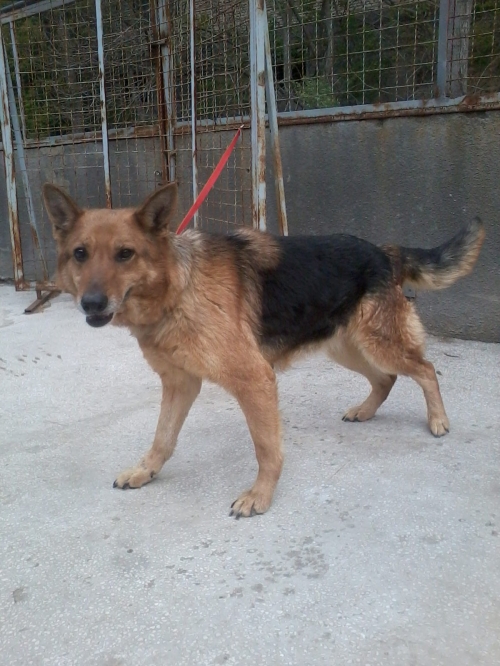 გერმანული ნაგაზი ლედი