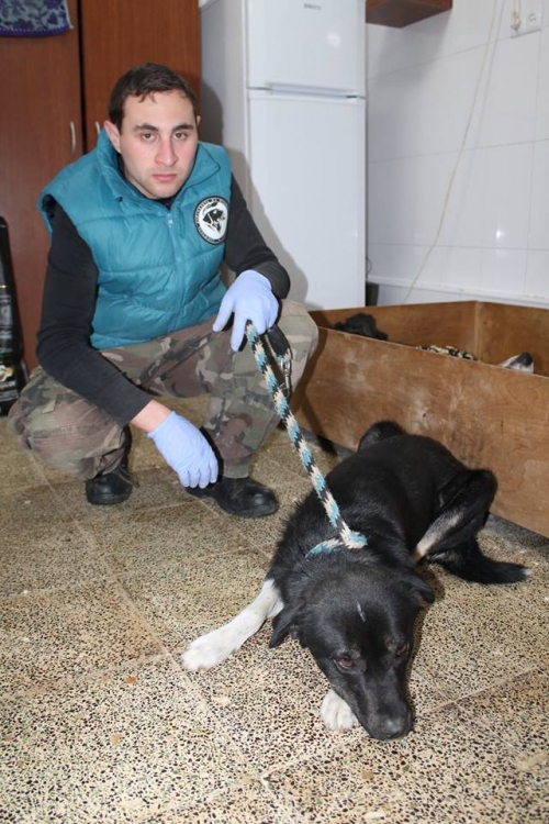 მეტისი უსახელო