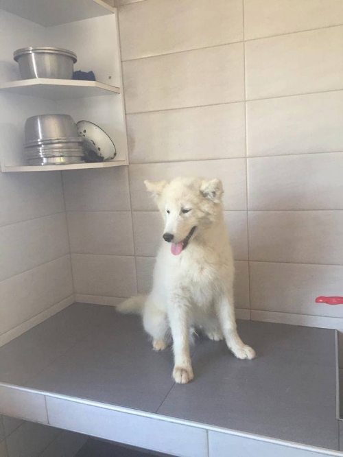 ლაიკა მაქსი