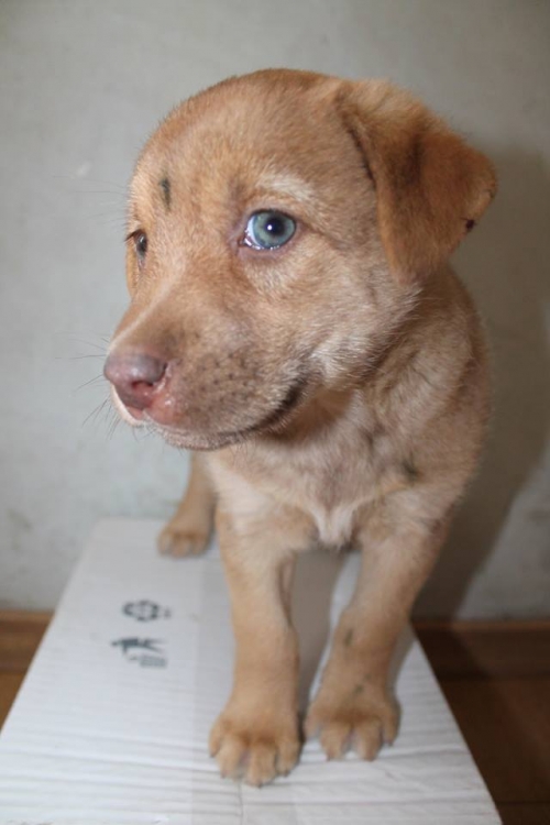 მეტისი უსახელო