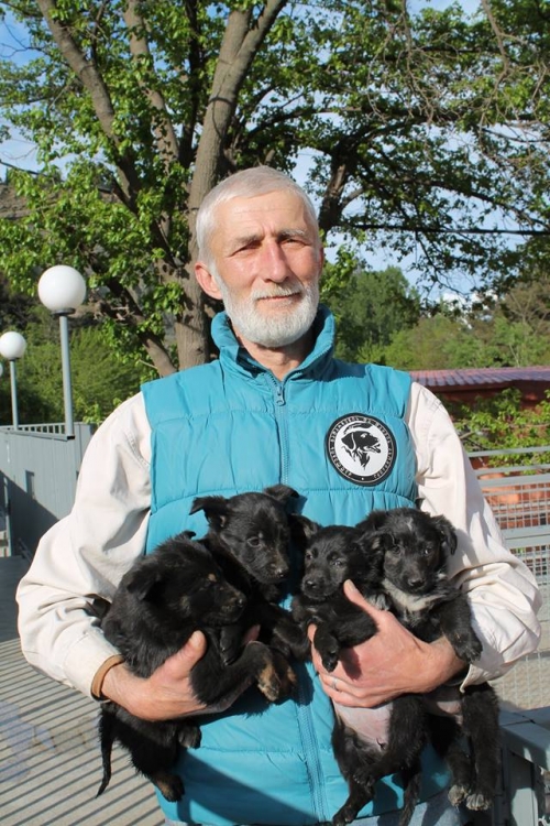 მეტისის ლეკვები უსახელო