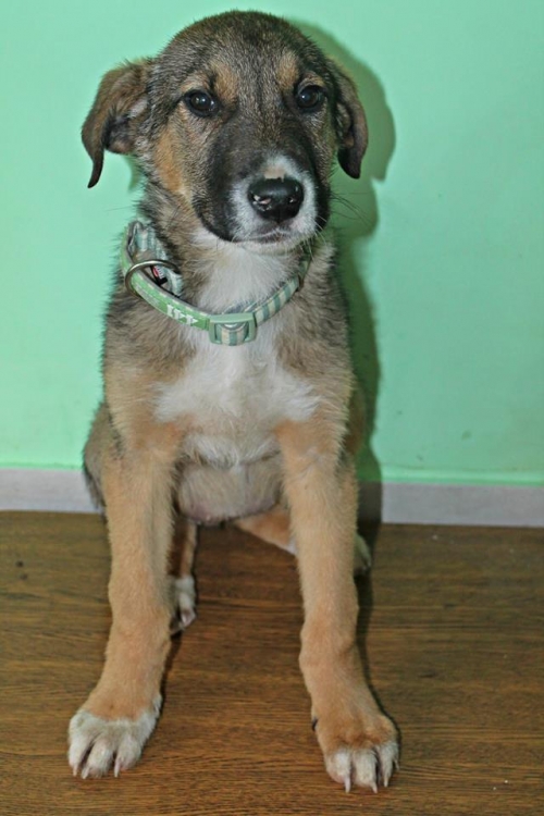 მეტისი უსახელო