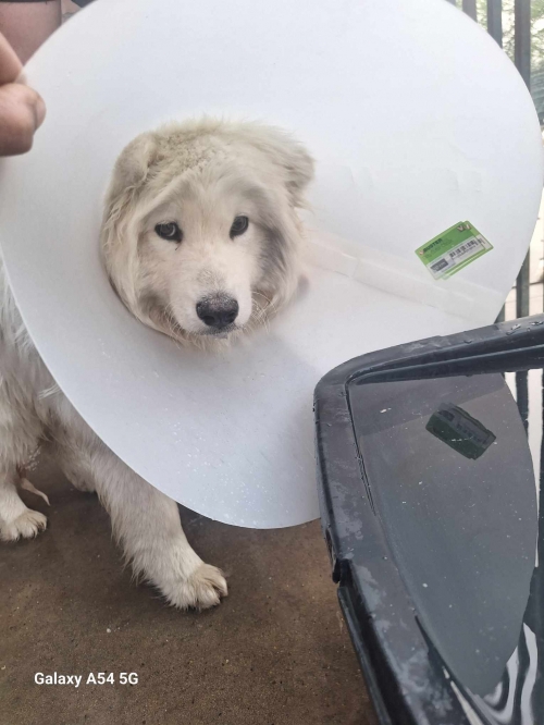 ლაიკა მუხრანი