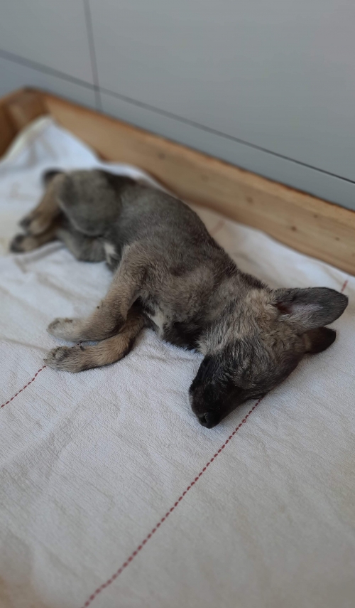 მეტისი მცხეთა