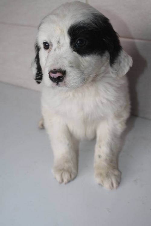 მეტისი უსახელო