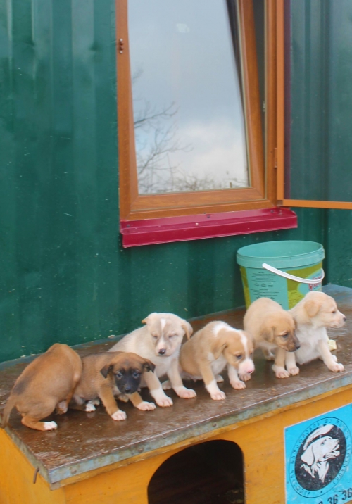 ქართული ქოფაკი უსახელო