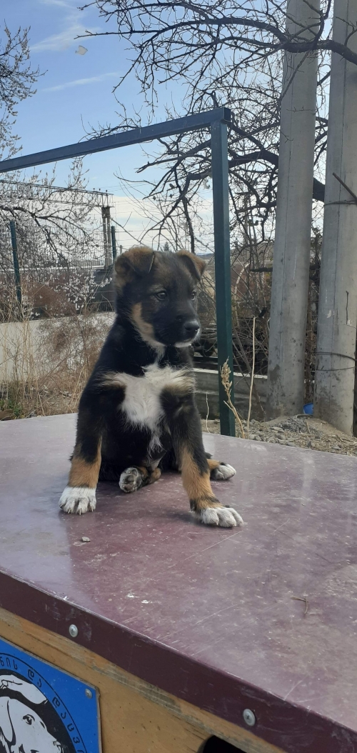 მეტისი უსახელო