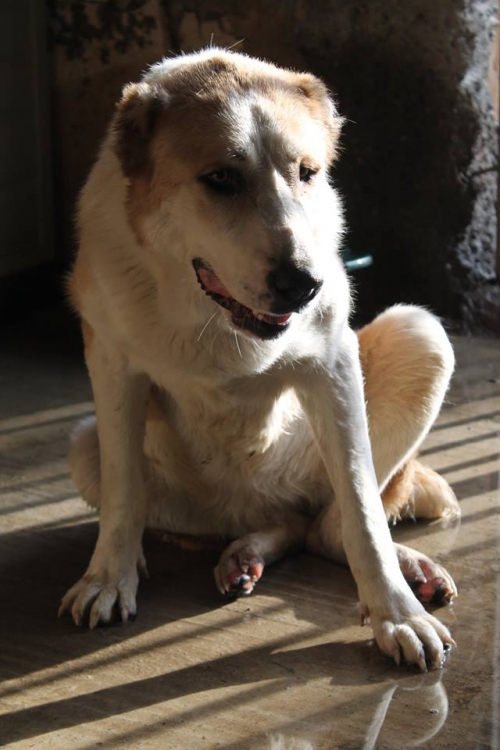 ქართული ქოფაკი უსახელო