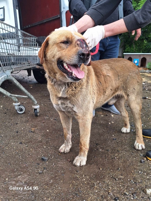 მეტისი ზესტაფონი