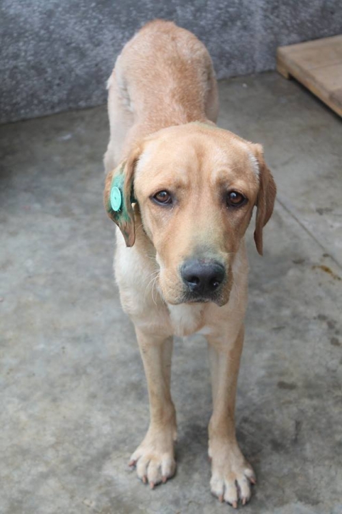 ლაბრადორის მეტისი უსახელო