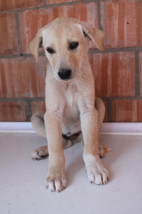 ლაბრადორის მეტისი უსახელო