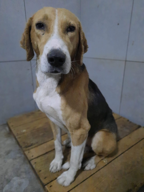 გონჩი უსახელო