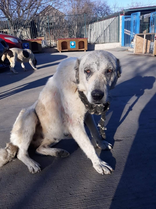 ქართული ქოფაკი უჯარმა