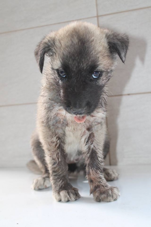 მეტისი ლიზი