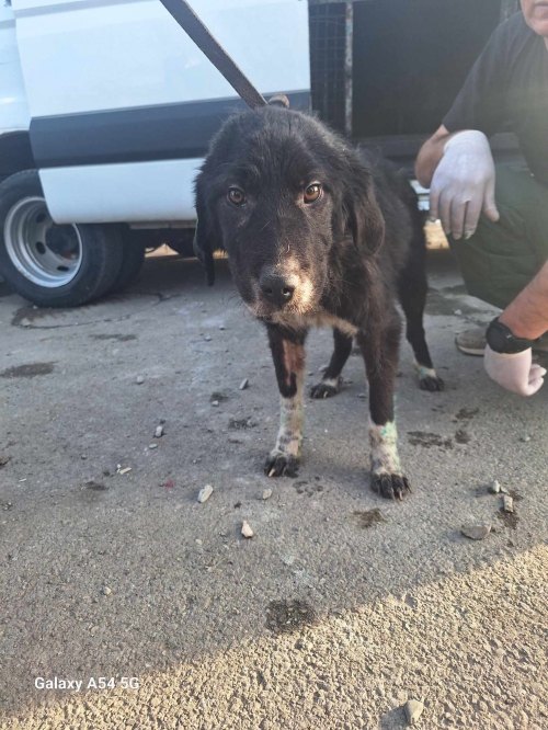 მეტისი გადმოყვანილია მუნიციპალური თავშესაფრიდან, ქინძმარრაუკის ქუჩის ძაღლი. არის