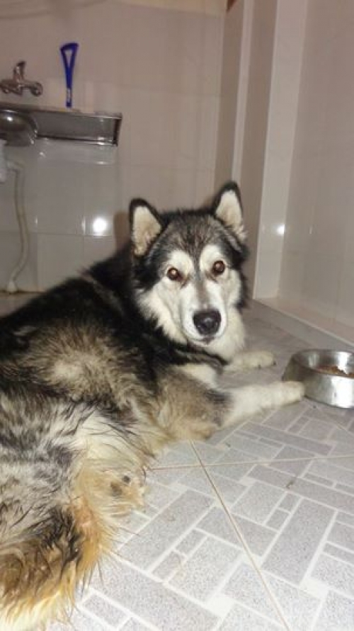 ალიასკის მალამუტი ლუი