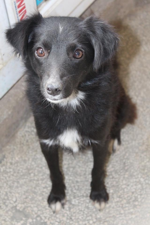 მეტისი მურა