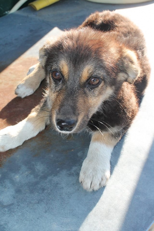 მეტისი უსახელო