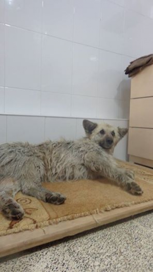 მეტისი უსახელო