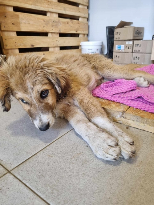 ქართული ქოფაკი სართიჭალა