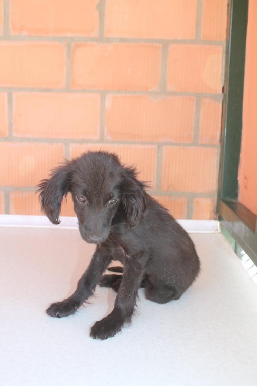 მეტისი უსახელო