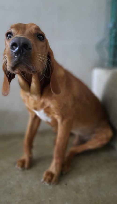 მეტისი ტობი