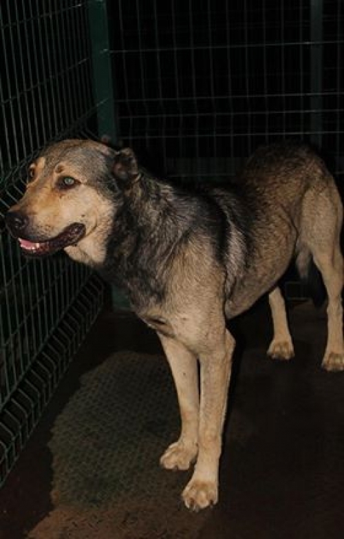 ქართული ნაგაზი უსახელო