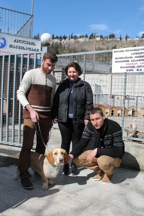 ბასეტისა და რიზერ შნაუცერის მეტისი ჩიკო