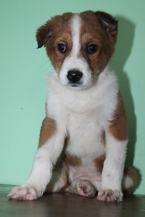 მეტისი უსახელო