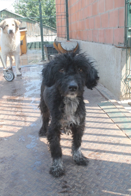 ბალონკა უსახელო