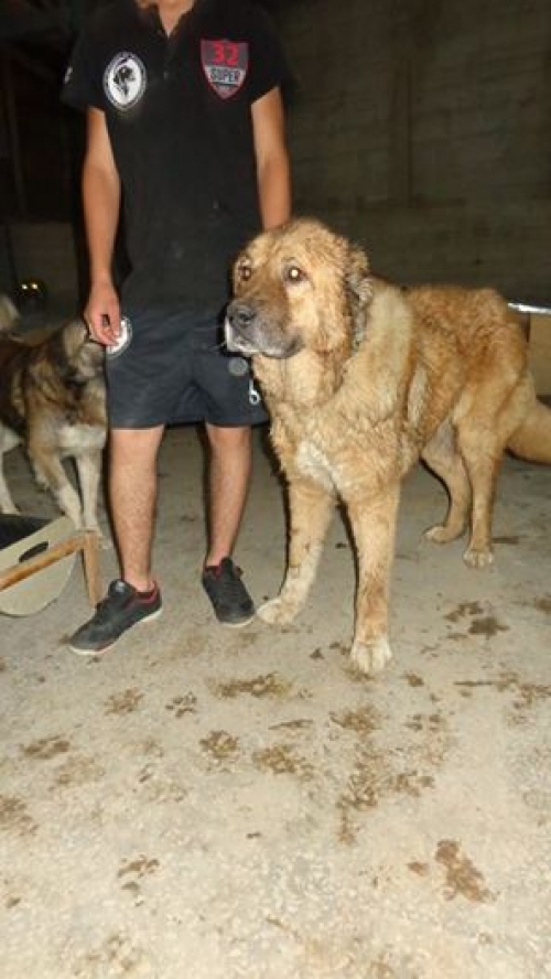 ქართული ნაგაზი უსახელო