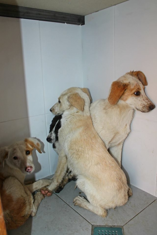 მეტისის ლეკვები უსახელო