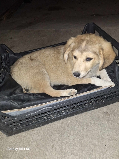 მეტისი მაია წყნეთელის მე 2 შესახვევი