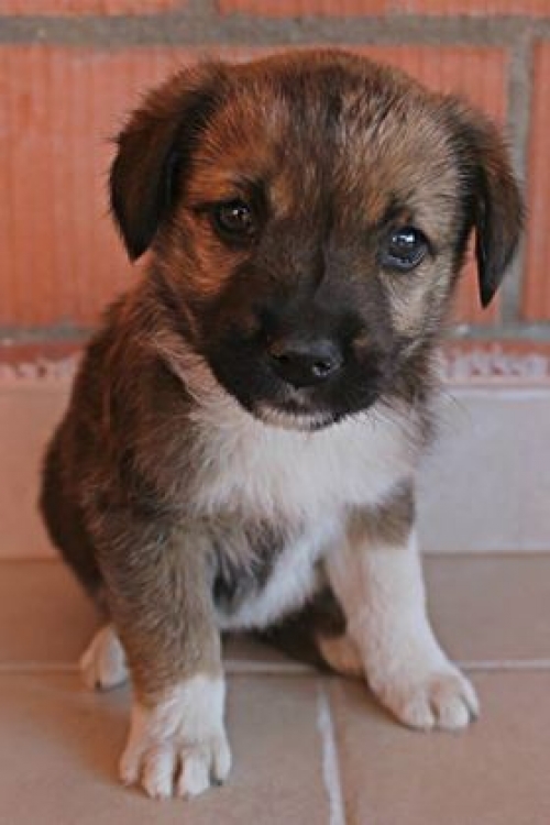 მეტისი უსახელო